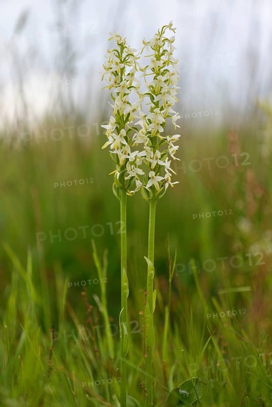 Lesser Butterfly Orchid (Platanthera bifolia)