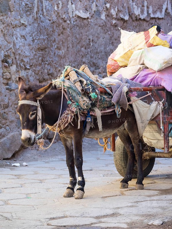Pack donkey with a laden cart in the Medina