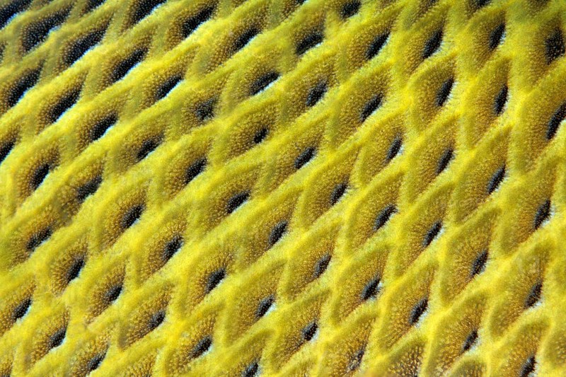 Scales