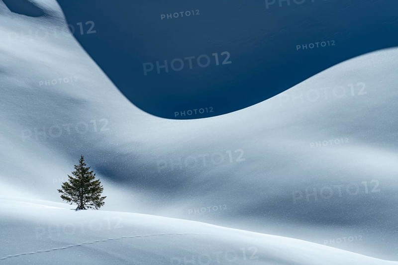 Small Spruce (Picea) on snow surface with light and shadow