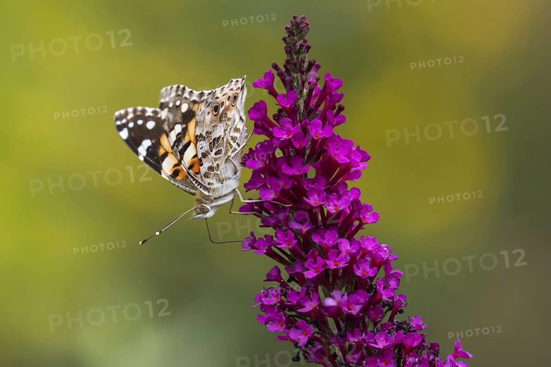 Painted lady (Vanessa cardui) on butterfly-bush (Buddleja davidii)