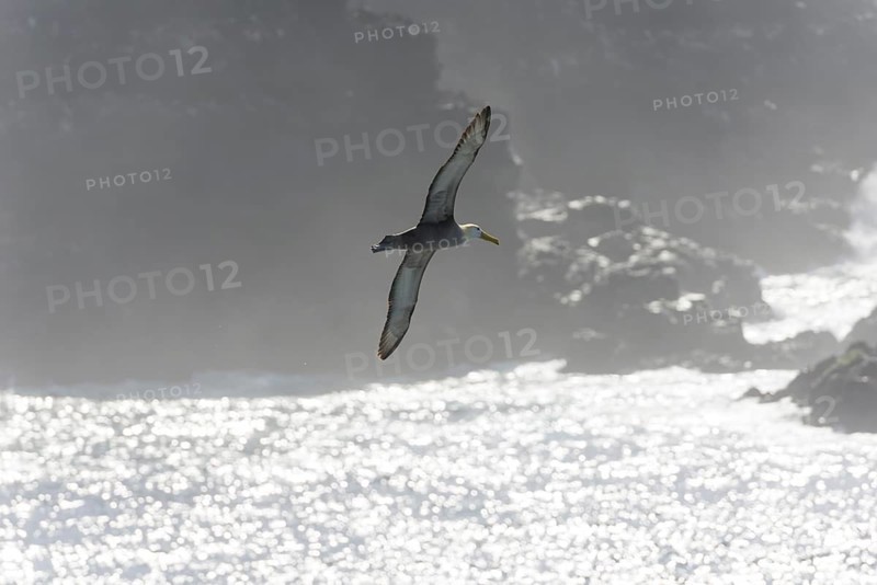 Waved Albatross or Galapagos Albatross (Phoebastria irrorata) in flight