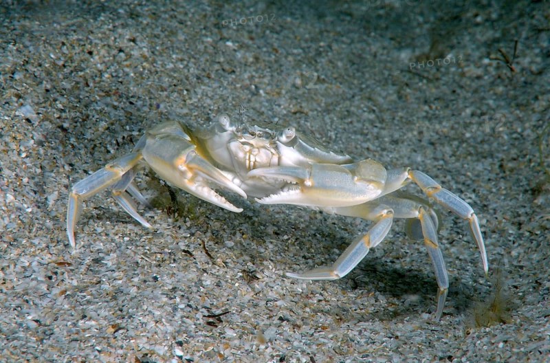 Swimming Crab (Macropipus holsatus)