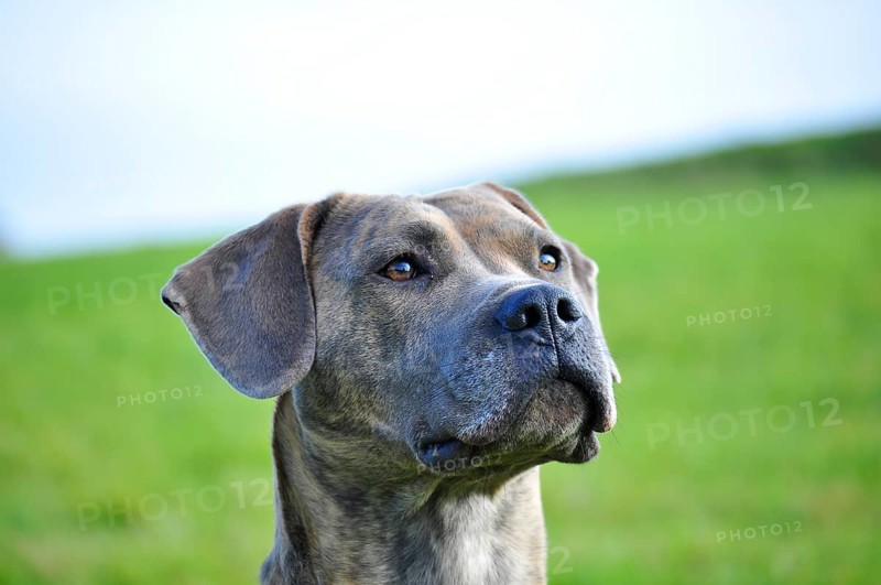 Spanish Mastiff