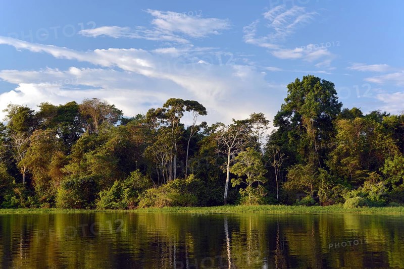 Bank of the Rio Solimoes river with flooded Varzea forest