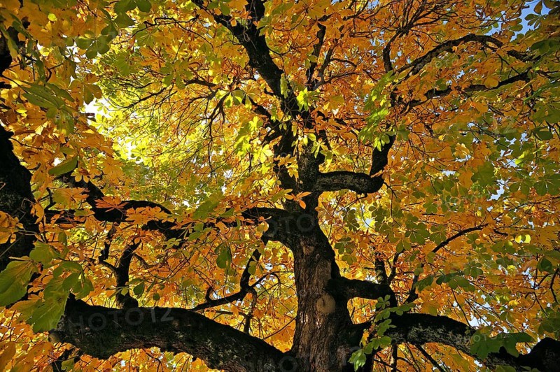 Horse-chestnut (Aesculus hippocastanum) with autumnal colours