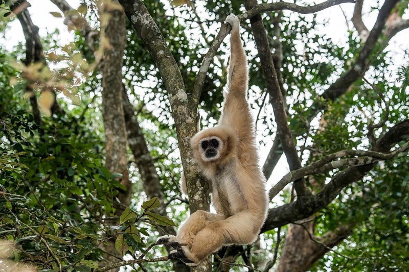 White-handed Gibbon (Hylobates lar) hanging in a tree