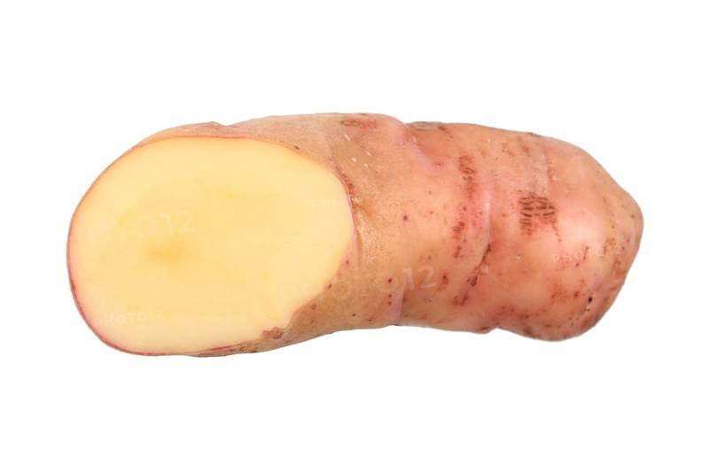 Potato