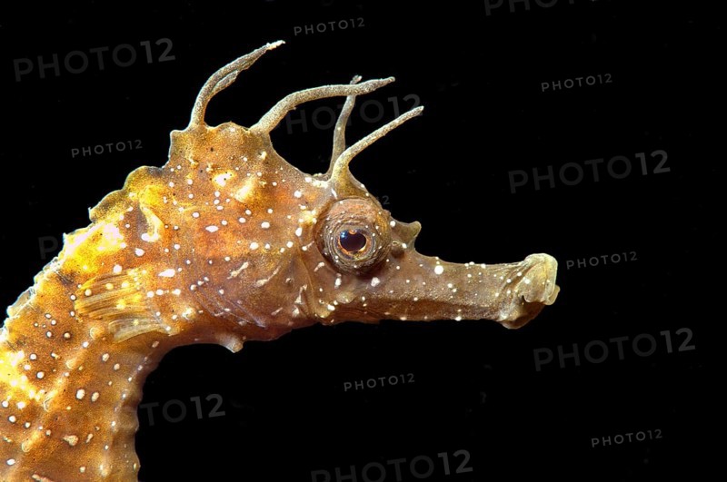 Short-snouted Seahorse (Hippocampus hippocampus)