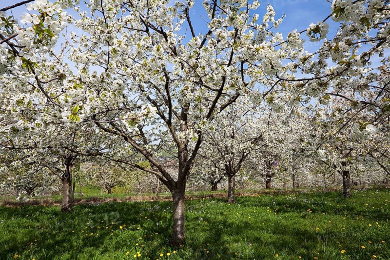 Cherry trees in full blossom