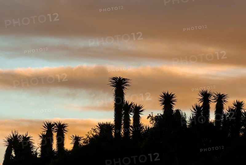 Cape Aloe (Aloe ferox) at dusk