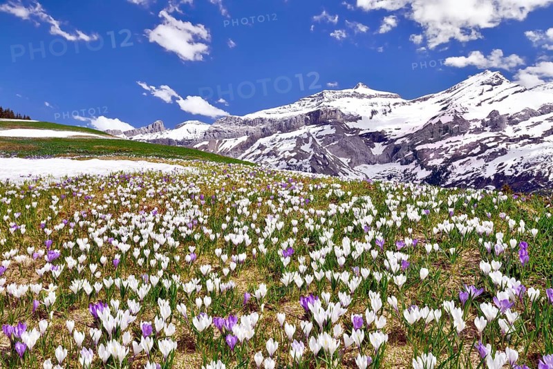 Flowering Crocus meadow near Les Diablerets with views of Oldenhorn