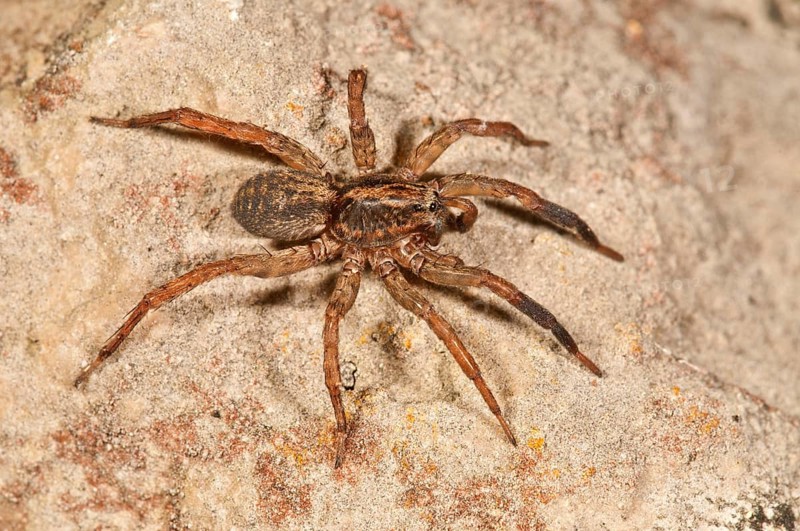Pardosa lugubris wolf spider (Pardosa lugubris)