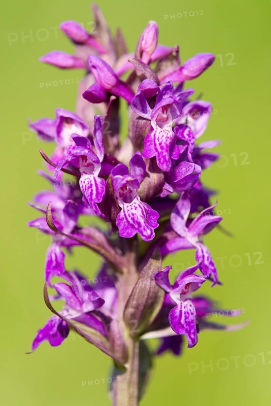 Marsh Orchid (Dactylorhiza majalis)