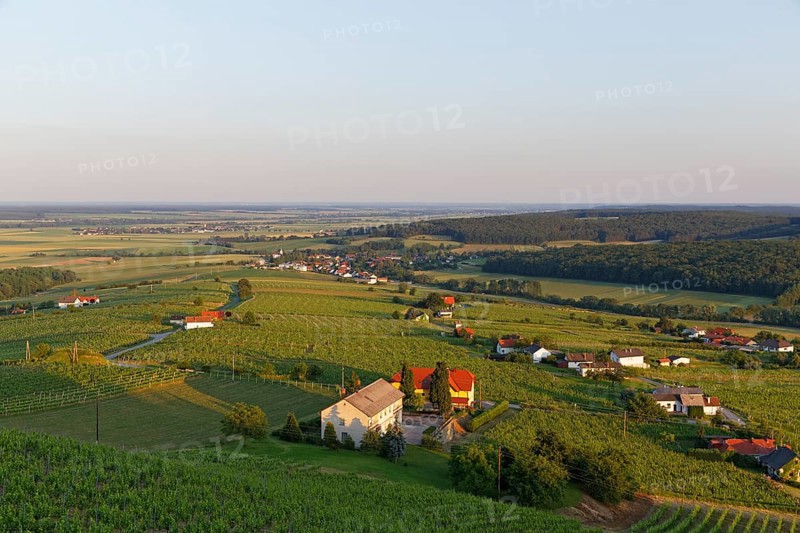 Eisenberg vineyard
