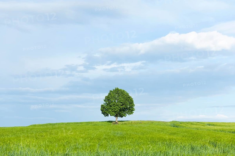 Solitary Lime tree (Tilia spp.) and wooden bench at a barley field