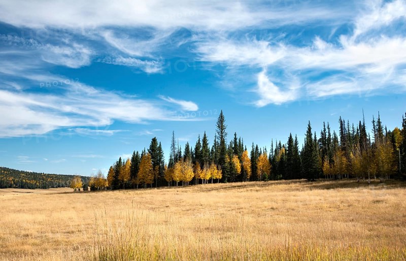 Autumnal colored aspen (Populus sp.) between Spruces (Picea)