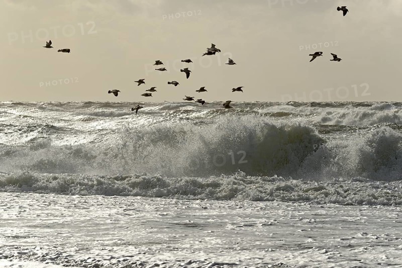 European herring gulls (Larus argentatus) flying over the stormy North Sea