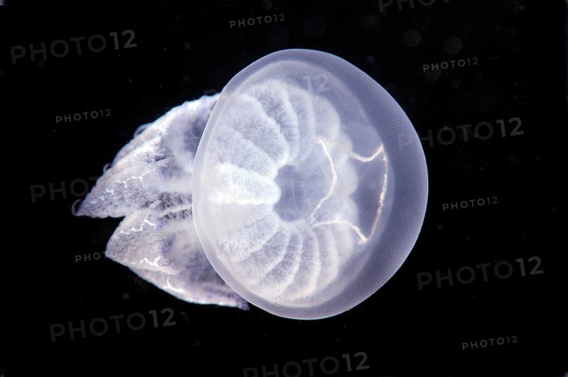 Barrel Jellyfish (Rhizostoma pulmo)
