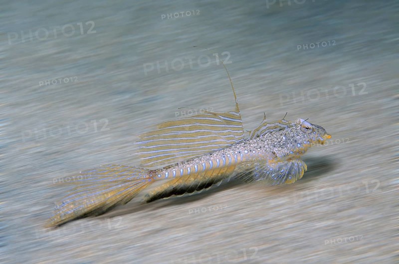 Sailfin Dragonet (Callionymus pusillus)