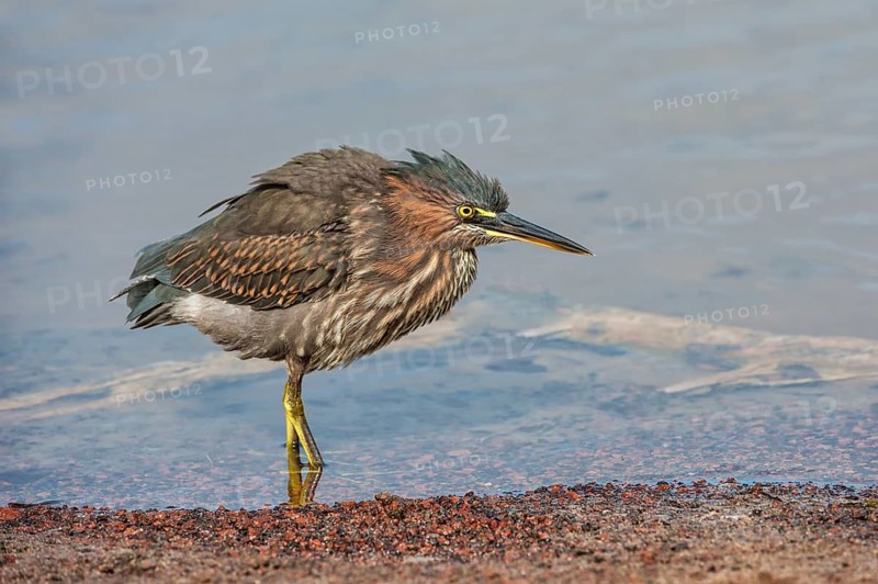 Striated Heron (Butorides striata)