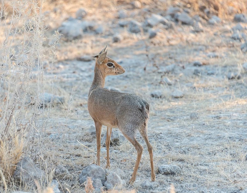 Kirk's dik-dik (Madoqua kirki)