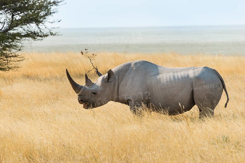 Black Rhino (Diceros bicornis) grazing at the edge of the Etosha Pan