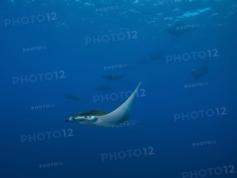Sicklefin Devil Rays or Box Rays (Mobula tarapacana)