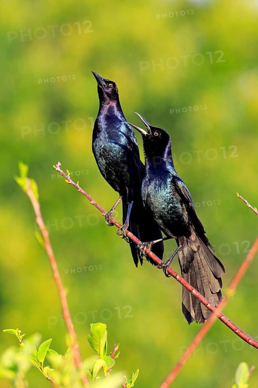 Two Boat-tailed Grackles (Quiscalus major)