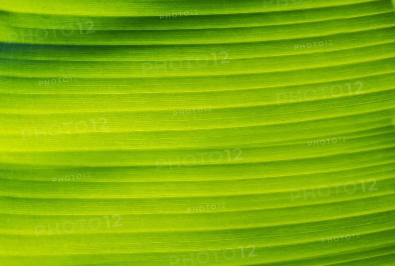 Banana leaf with backlight