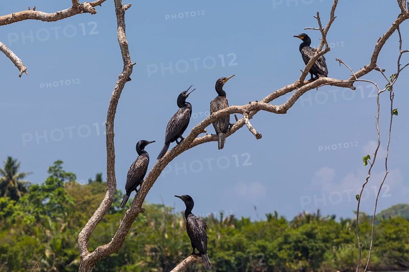 Little Cormorants (Phalacrocorax niger) perched on a tree