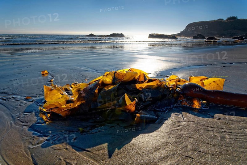 Brown algae (Phaeophyceae) on the sandy beach