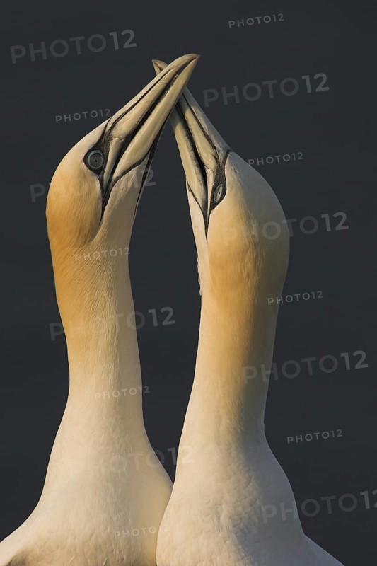 Mating ritual of two Northern Gannets (Morus bassanus)