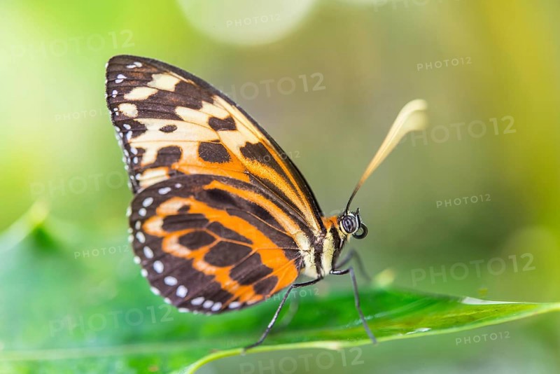 Heliconian Butterfly or Longwing Butterfly (Heliconius xanthocles)