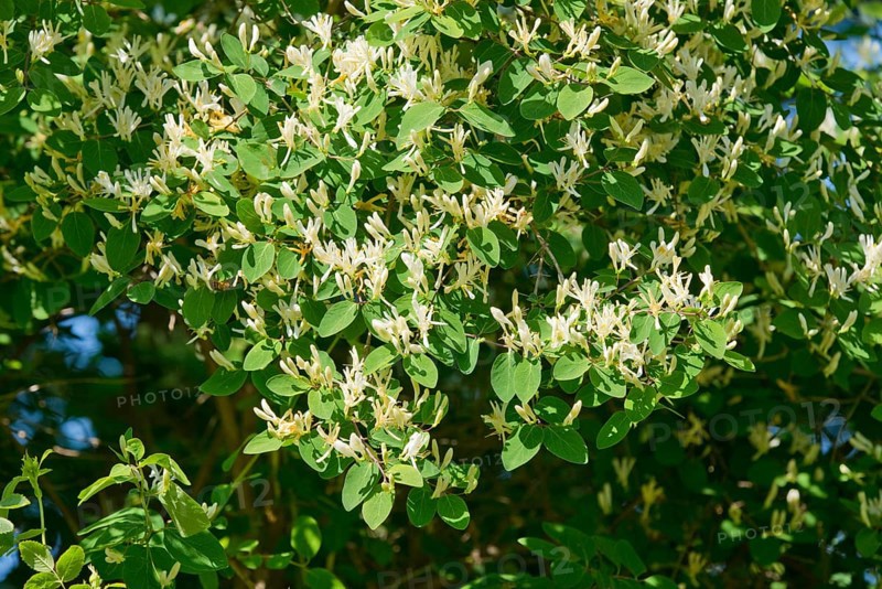 Fly Honeysuckle or Fly Woodbine (Lonicera xylosteum)