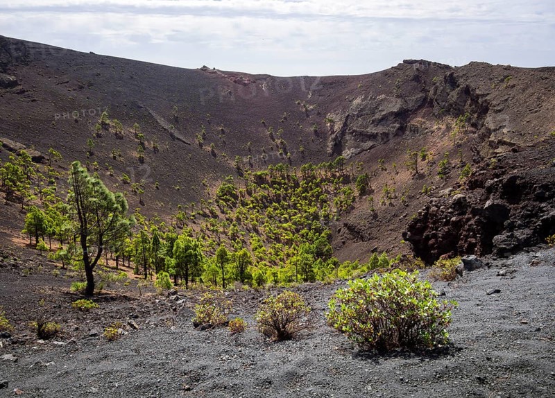 Canary Island pines (Pinus canariensis) growing in the crater of the San Antonio volcano