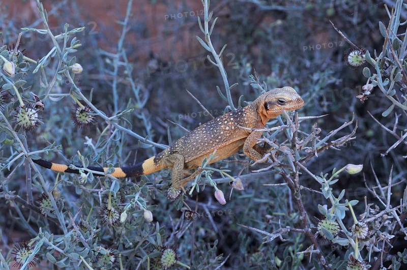 Chuckwalla (Sauromalus ater)
