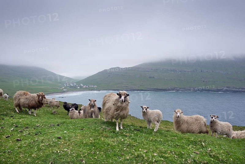 Sheep