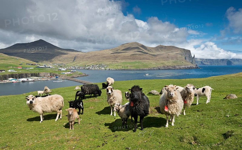 Sheep