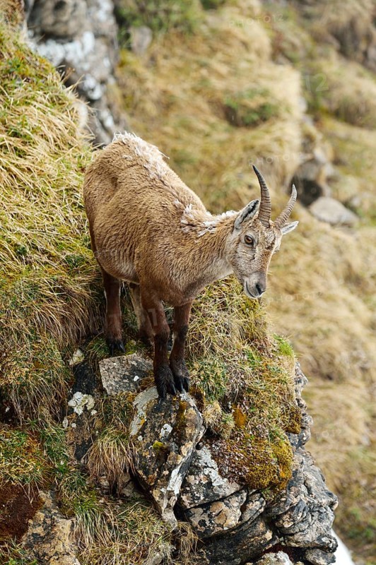 Alpine Ibex (Capra ibex)