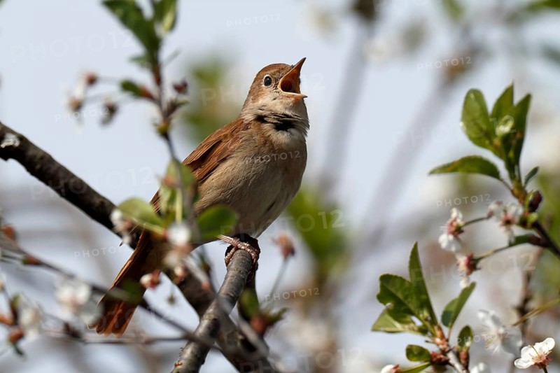 Thrush Nightingale (Luscinia luscinia)