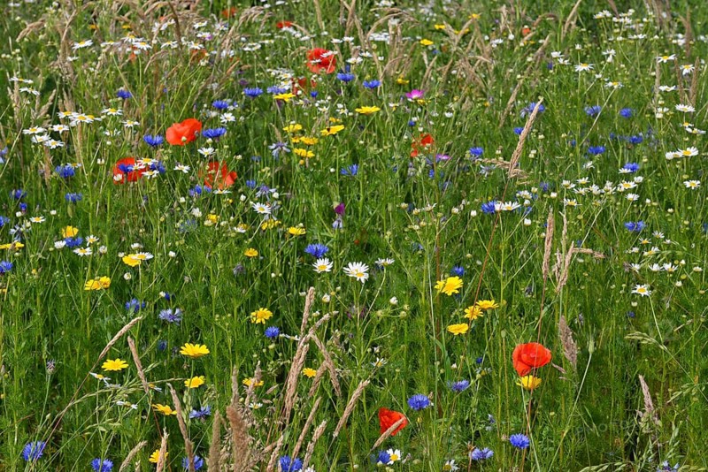 Flower meadow with Cornflowers (Centaurea cyanus)
