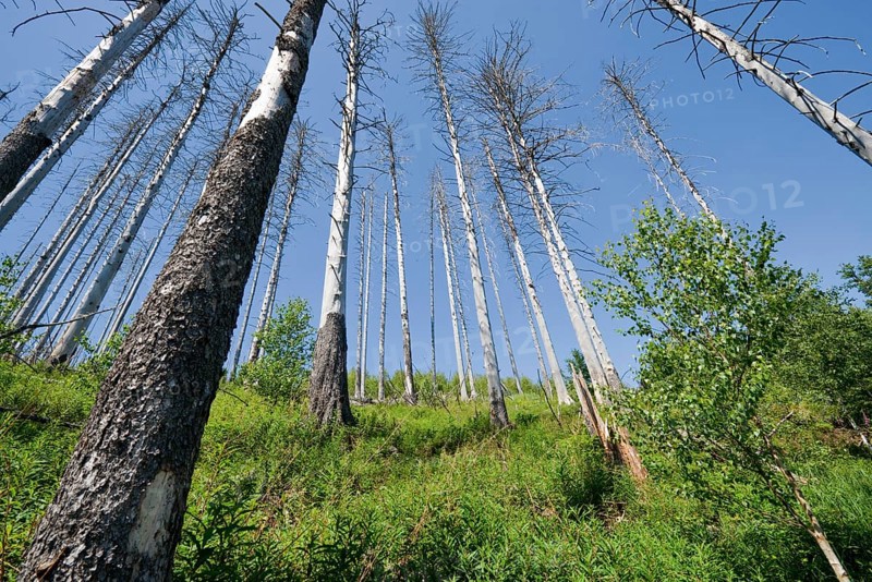 Dead Spruce Trees (Picea abies) after infestation and herbivory of the Eight-toothed Spruce Bark Beetle (Ips typographus)