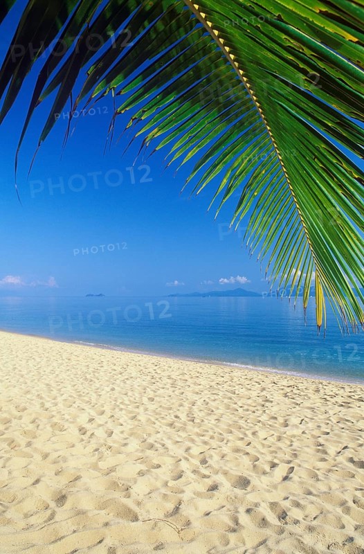 Palm beach