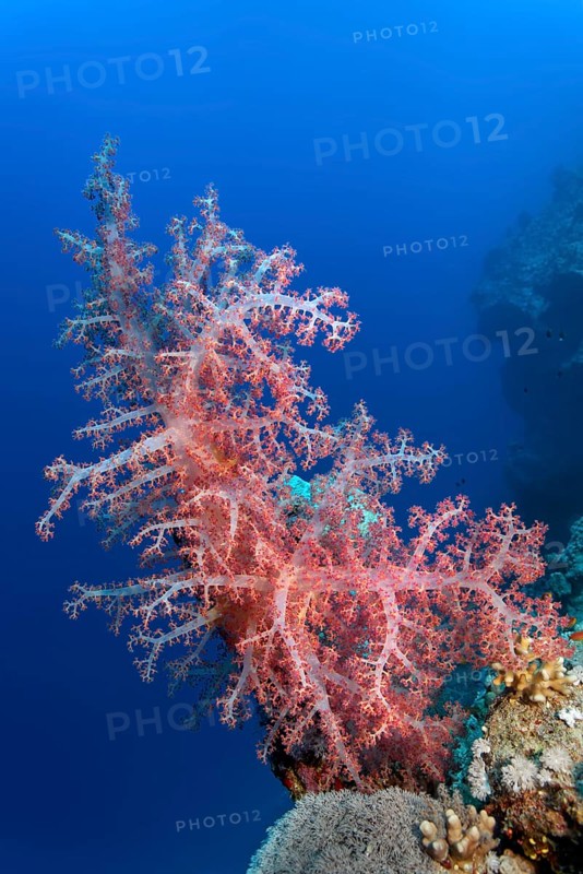 Large Klunzinger's Soft Coral (Dendronephthya klunzingeri) in front of the steep wall of a coral reef