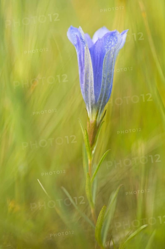 Marsh gentian (Gentiana pneumonanthe)