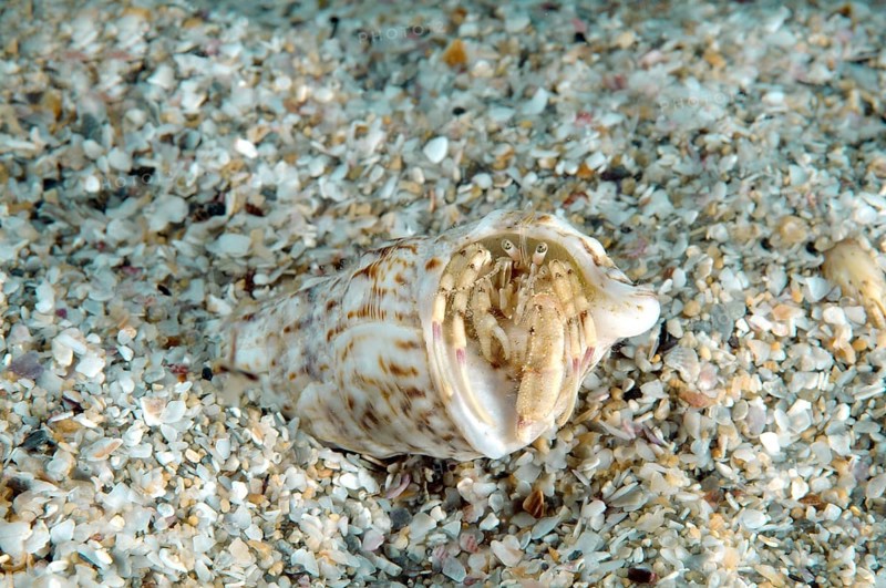 Hermit Crab (Diogenes pugilator)