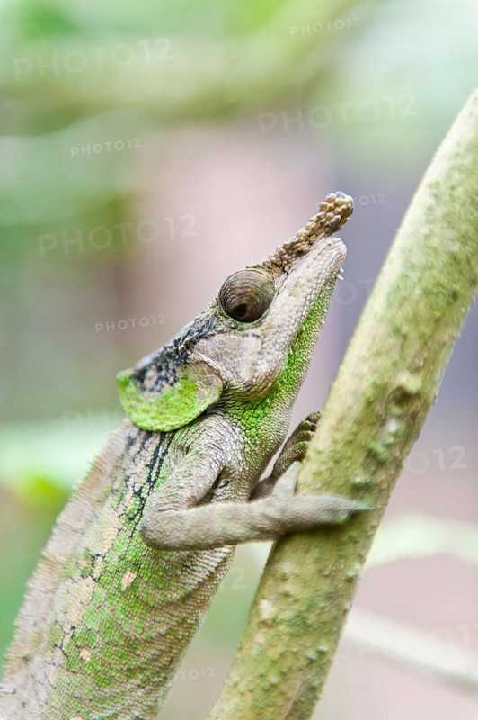 Rhinoceros Chameleon (Furcifer rhinoceratus)