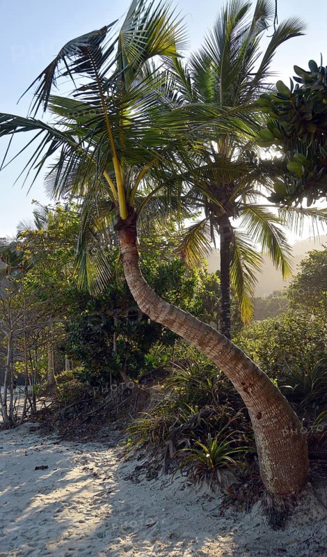 Coconut Palm (Cocos nucifera)