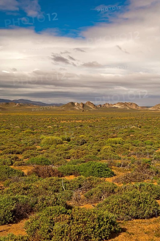 Nama Karoo low-shrub vegetation area